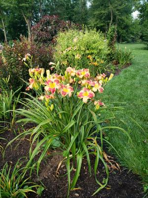 brandywine spike tooth clump