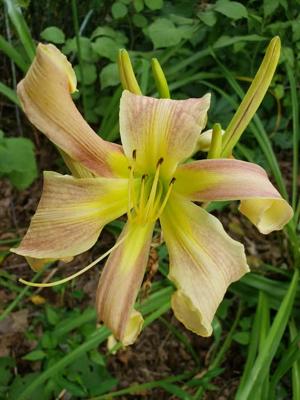 Orchid Spangles