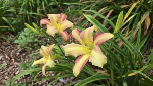 seedling